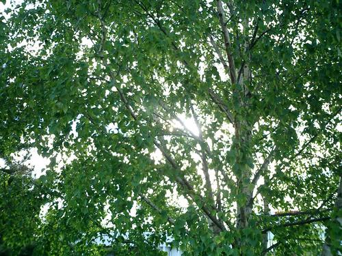 Sunshine through tree leaves