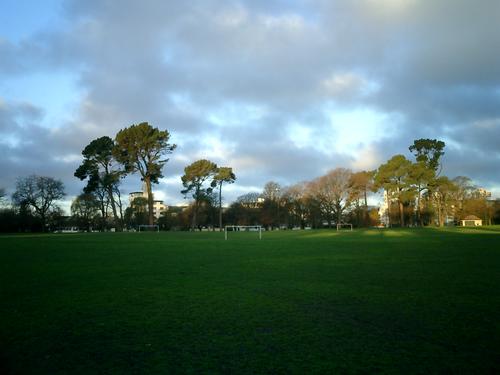 Picture of trees, grass, and sky: Hagley Park in the evening