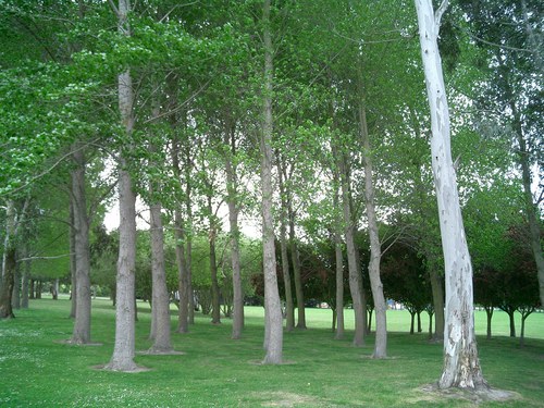 Picture of some trees in Christchurch.